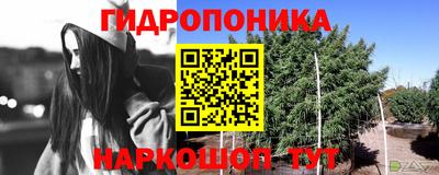 крисы Гусев