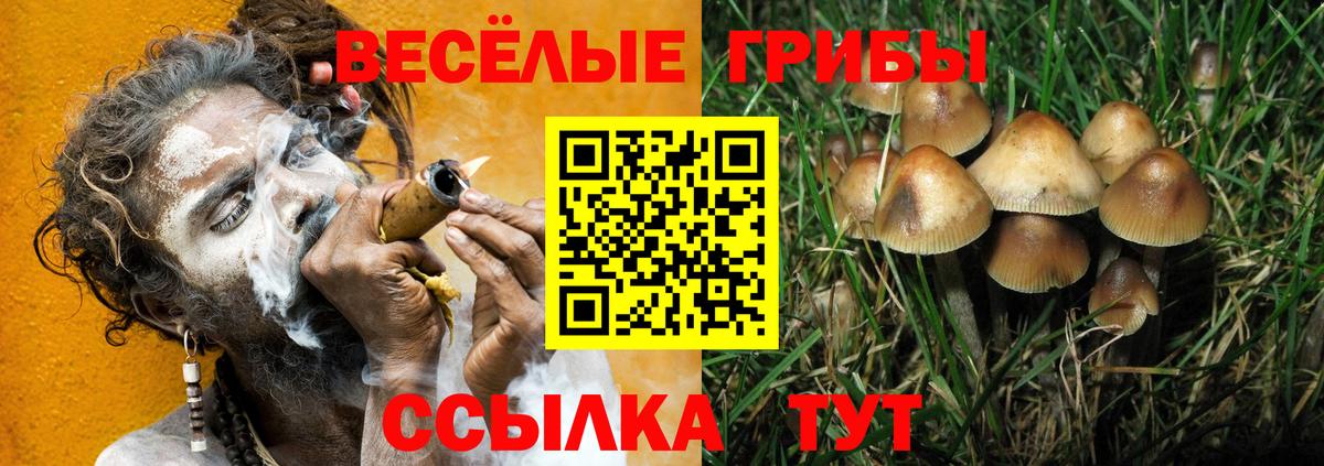 Псилоцибиновые грибы Psilocybe Камень-на-Оби